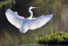 White heron440 copy.jpg